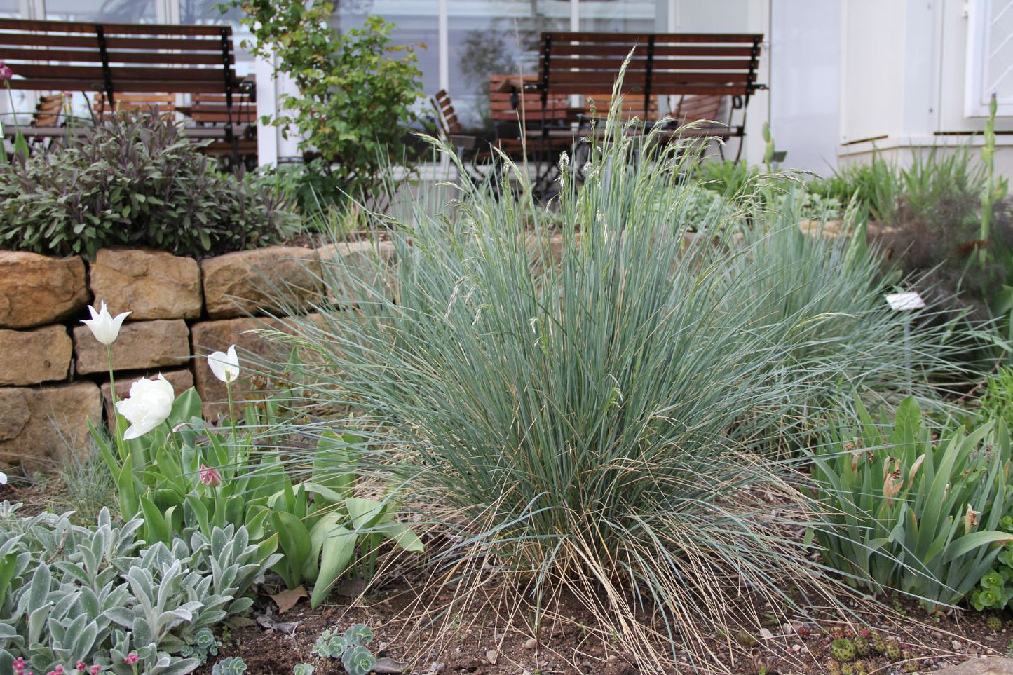 Helictotrichon sempervirens 'Saphirsprudel' (Blaustrahlhafer)