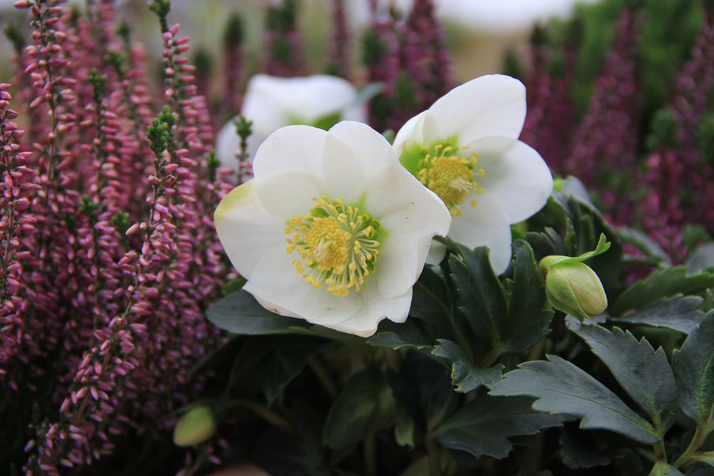 Helleborus niger Christrose