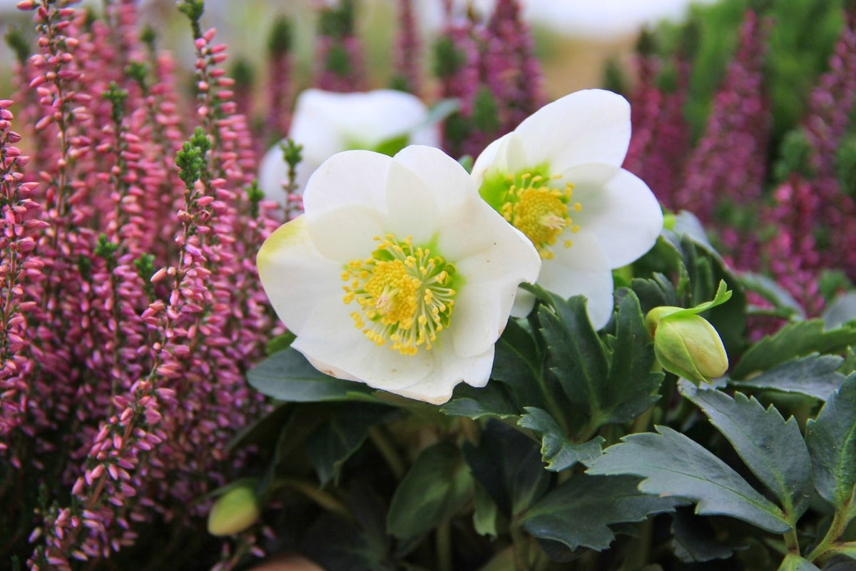 Helleborus niger (Christrose)