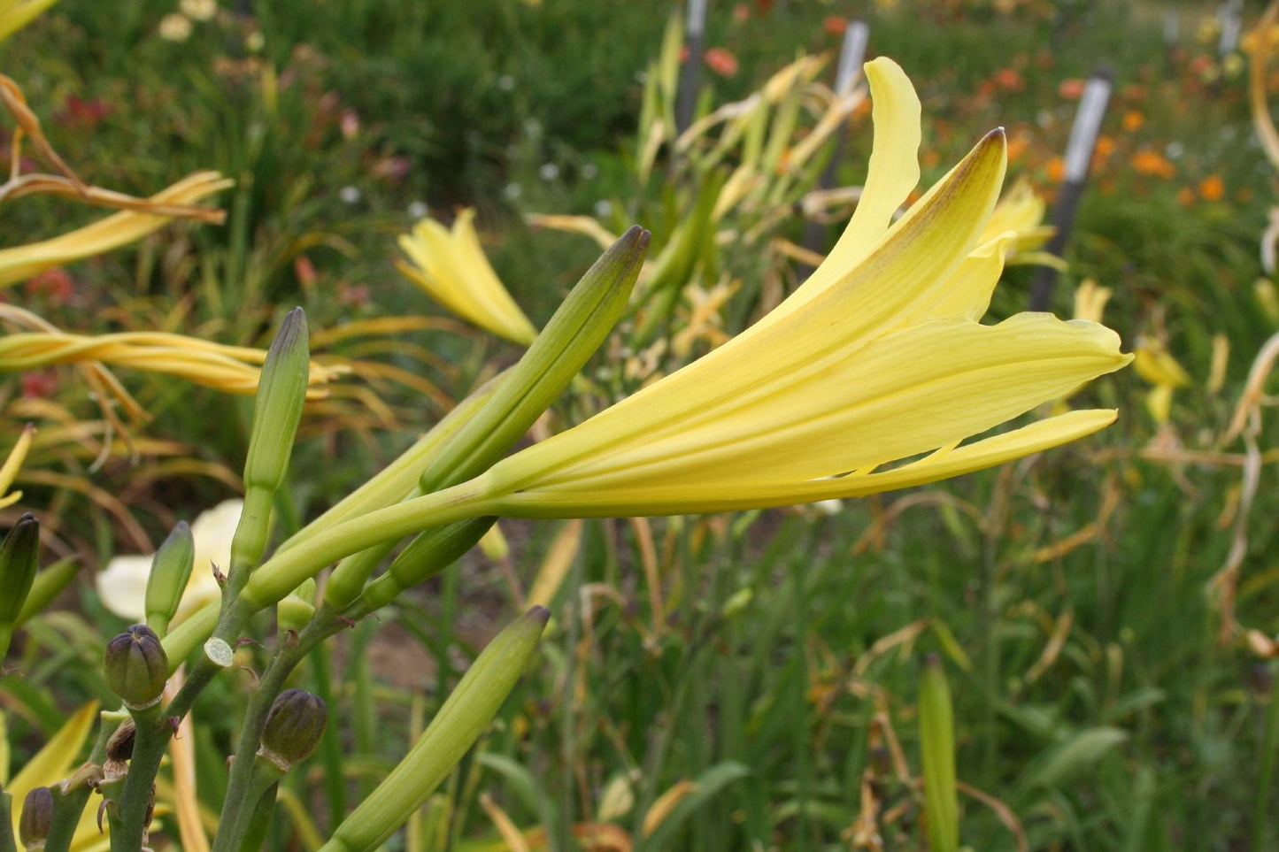 Hemerocallis citrina Zitronengelbe Taglilie