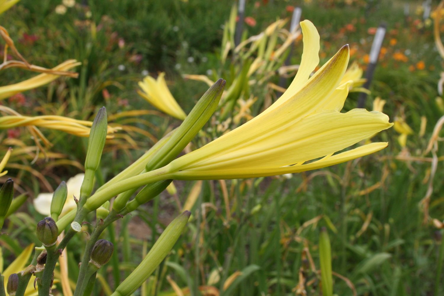 Hemerocallis citrina Zitronengelbe Taglilie