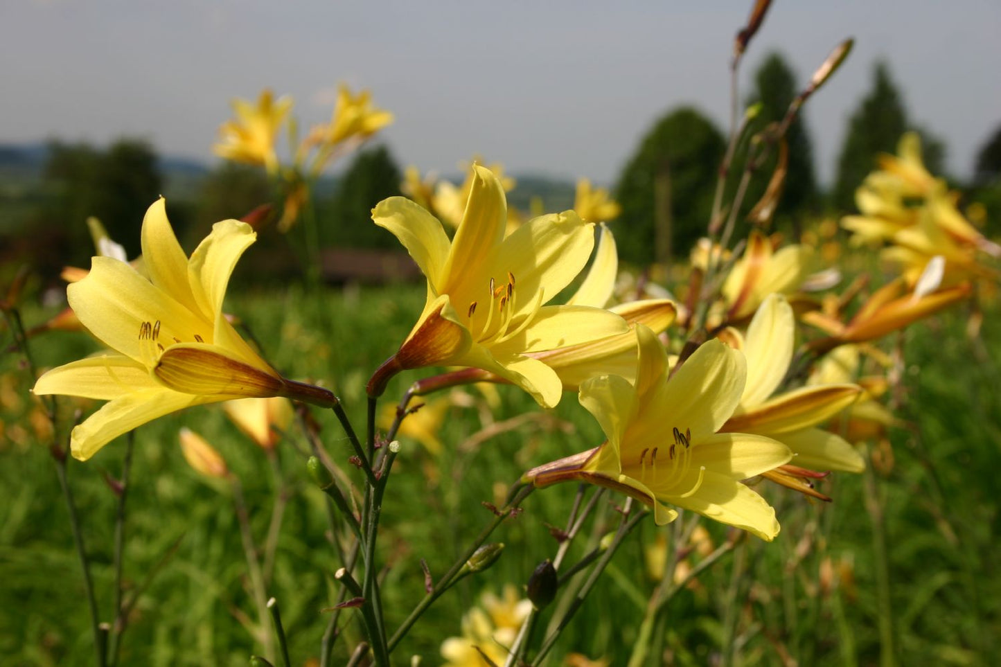 Hemerocallis minor Kleine Taglilie