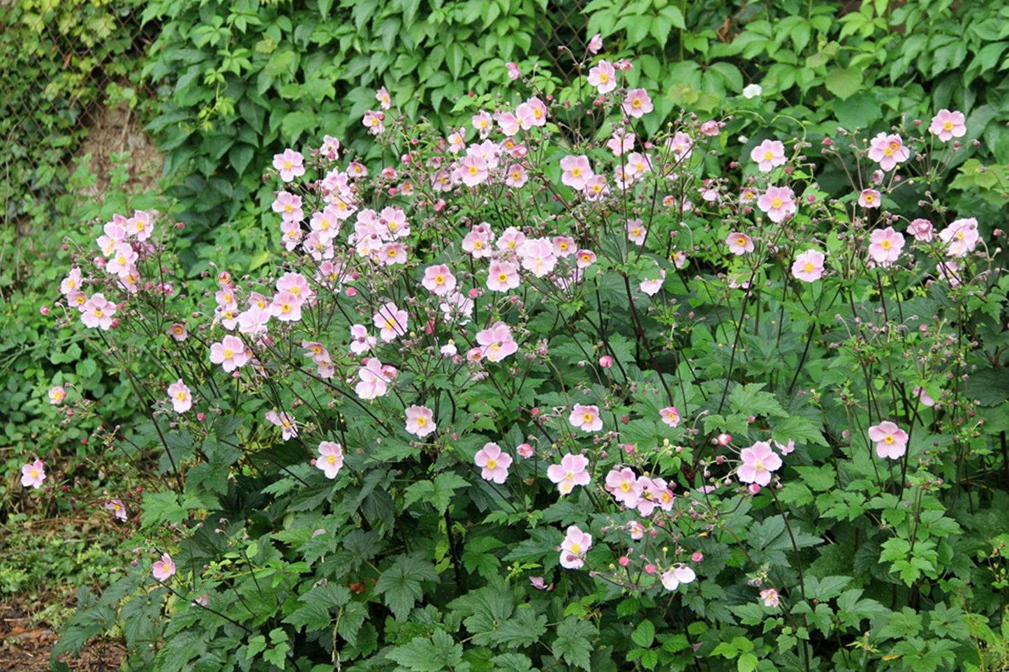 Anemone hupehensis 'September Charm' (Herbstanemone)
