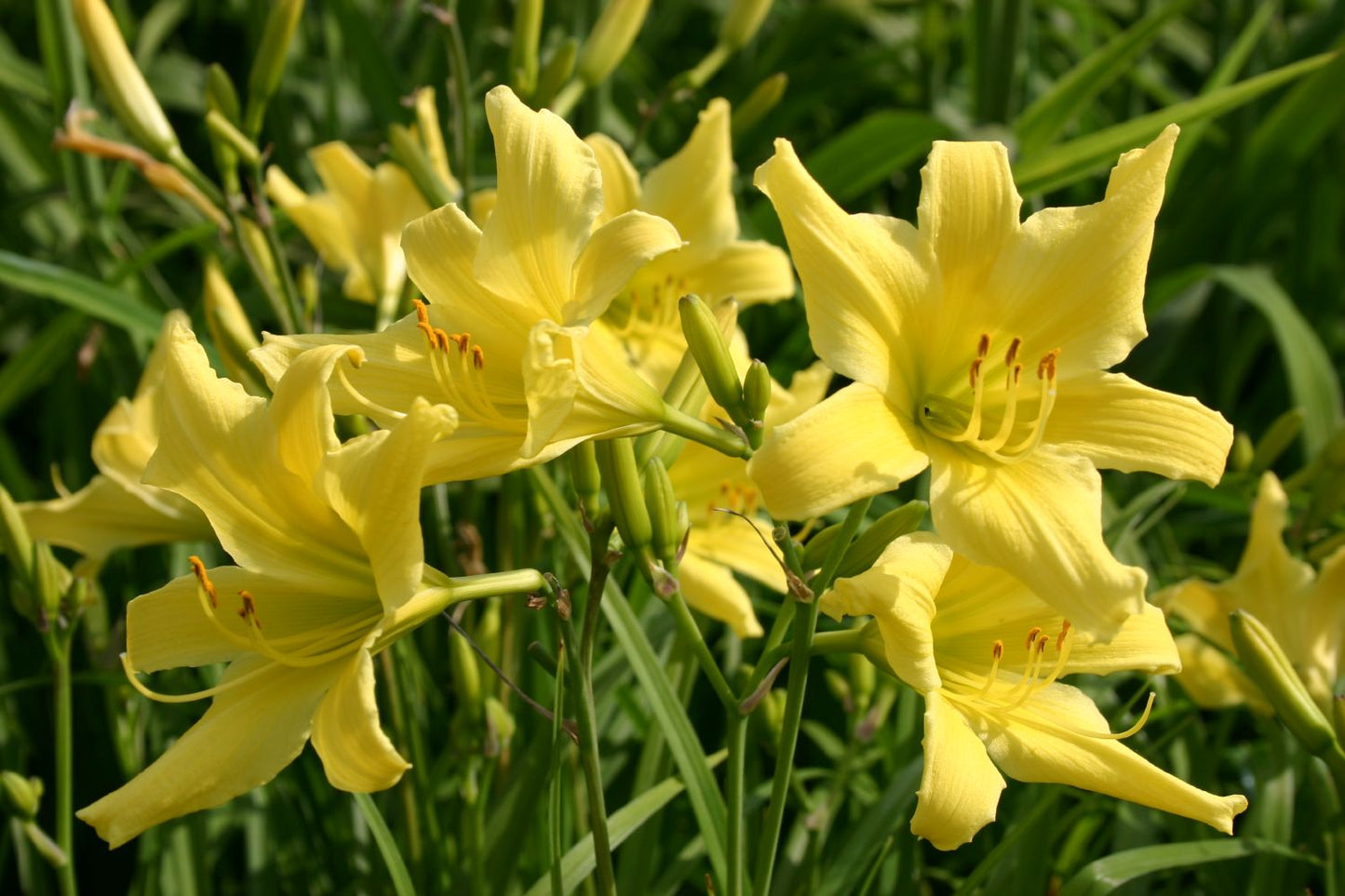 Hemerocallis 'Bel' Kleinblumige Taglilie