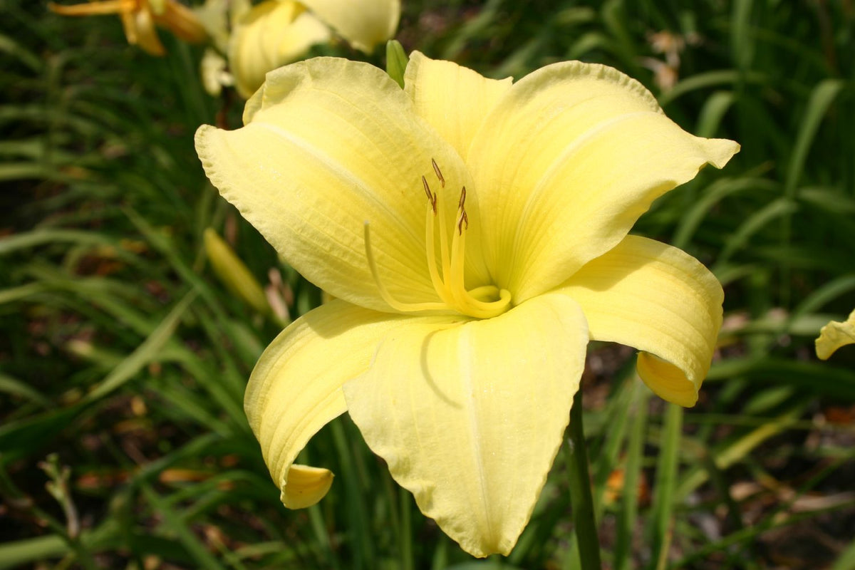 Hemerocallis 'Buried Treasure' Großblumige Taglilie