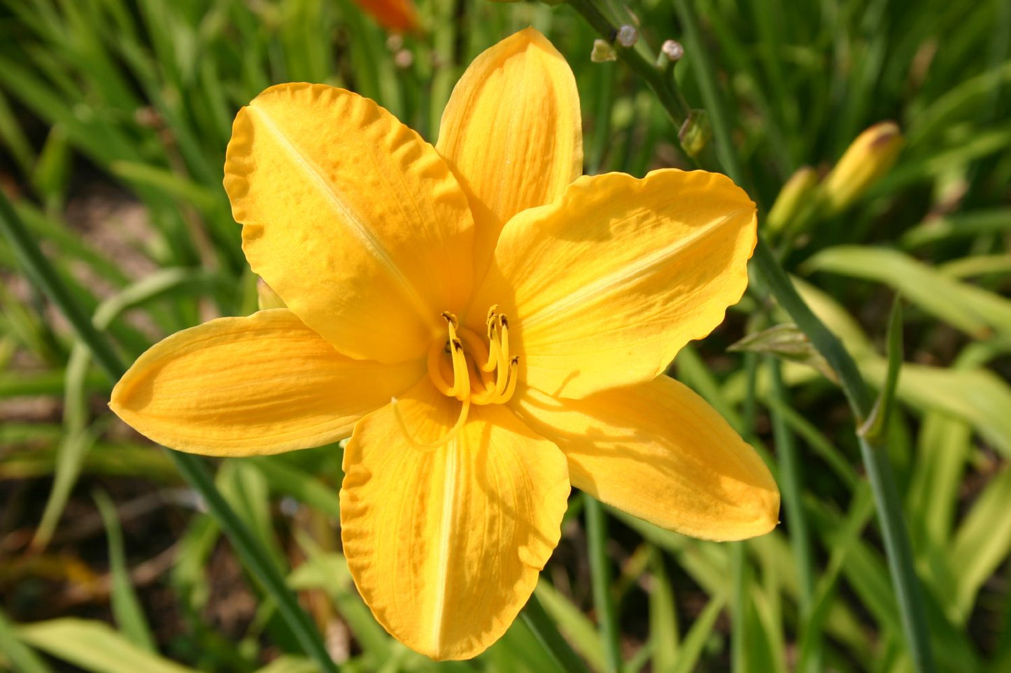 Hemerocallis 'Cartwheels' Großblumige Taglilie