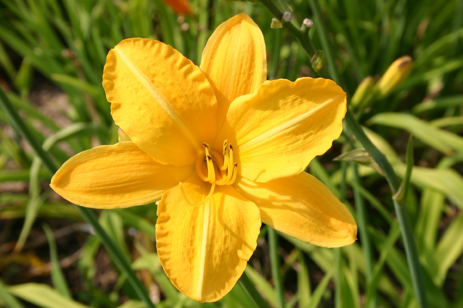 Hemerocallis 'Cartwheels' Großblumige Taglilie