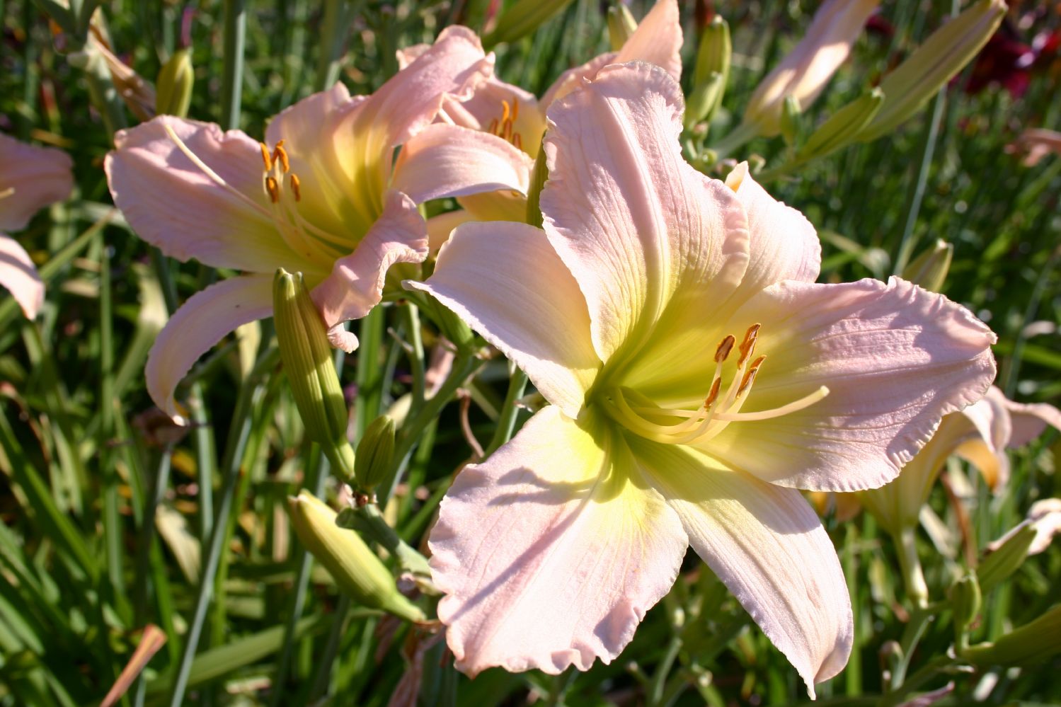 Hemerocallis 'Catherine Woodbery' Großblumige Taglilie