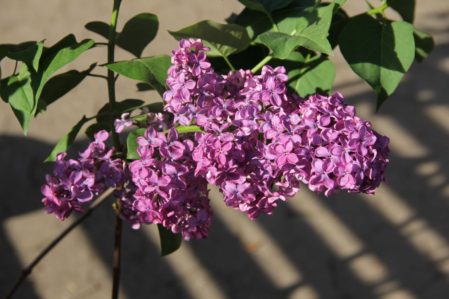 Syringa vulgaris 'Andenken an Ludwig Späth' Edelflieder