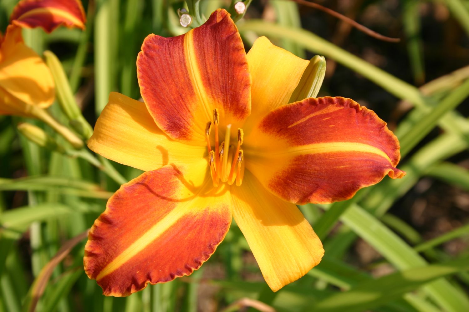 Hemerocallis 'Frans Hals' Großblumige Taglilie