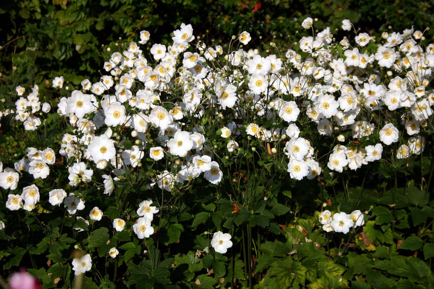 Anemone x japonica 'Honorine Jobert' (Herbstanemone)