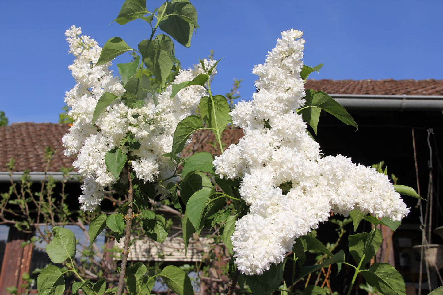 Syringa vulgaris 'Mme Lemoine' Edelflieder