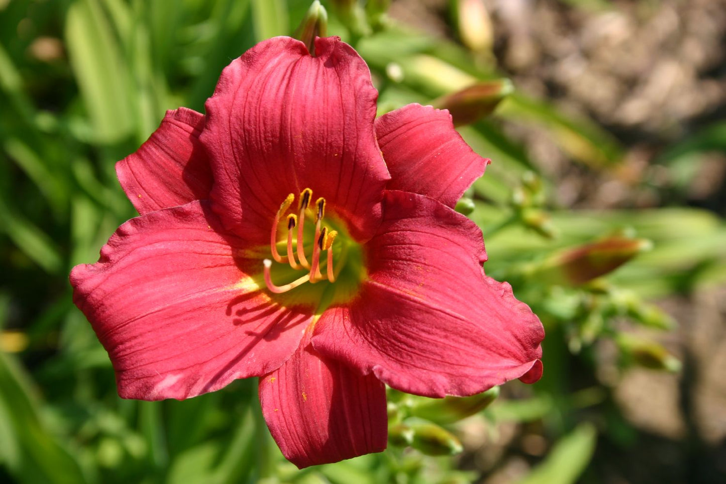 Hemerocallis 'Little Business' Miniaturblütige Taglilie