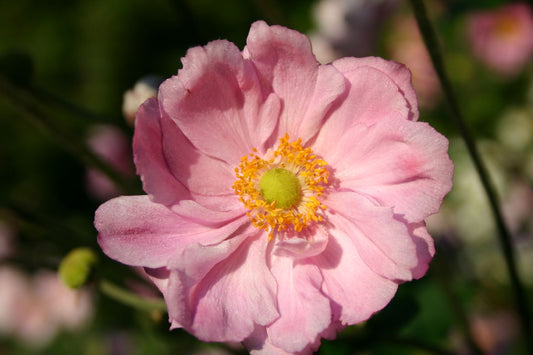 Anemone x japonica 'Königin Charlotte' Herbstanemone