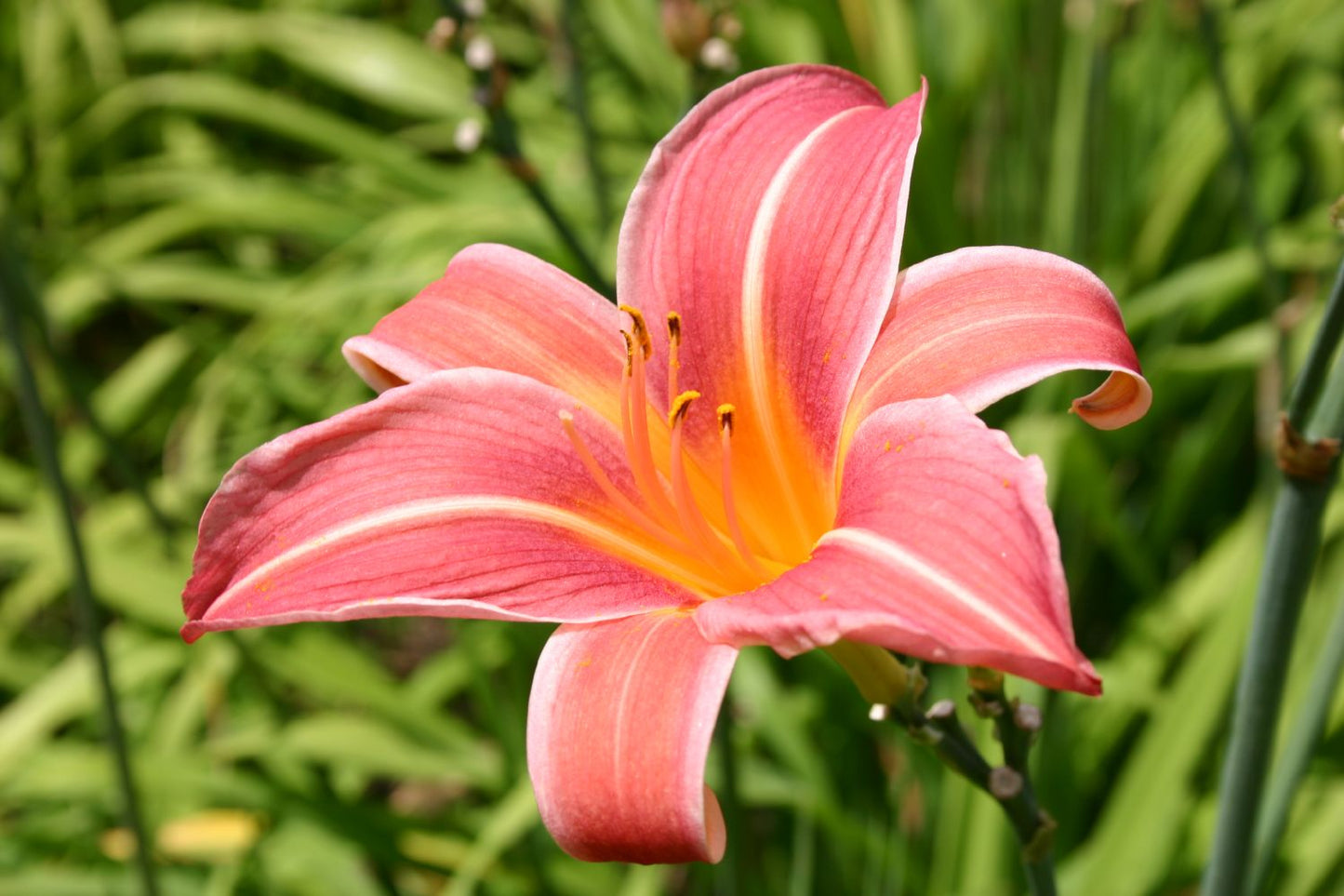 Hemerocallis 'Neyron Rose' Großblumige Taglilie