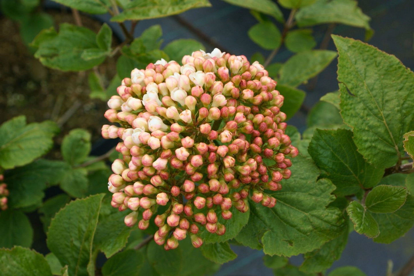 Viburnum carlcephalum (Großblumiger Schneeball)