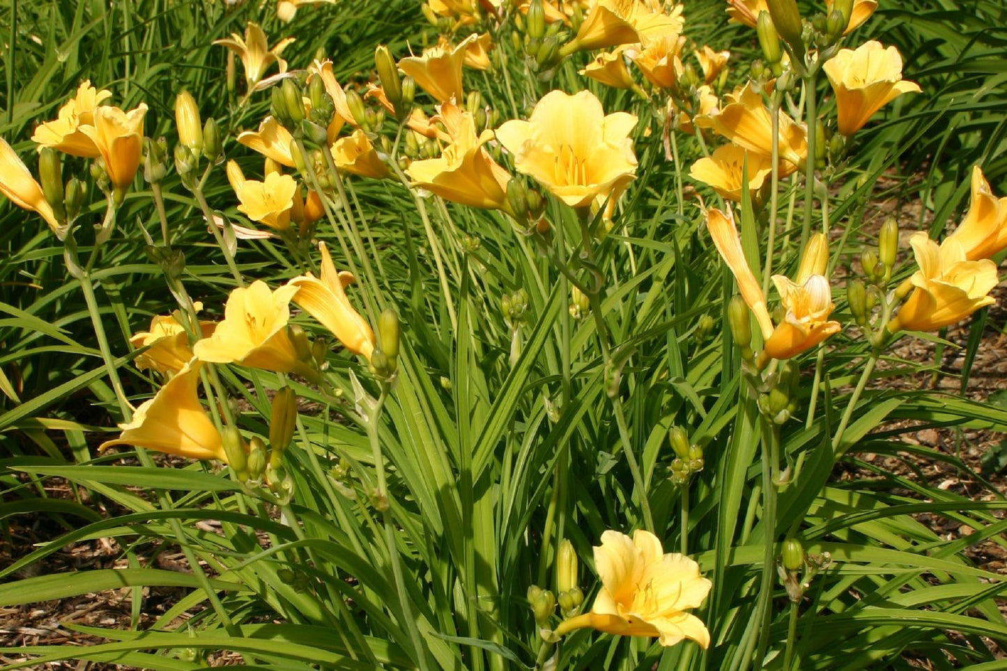 Hemerocallis 'Stella de Oro' Kleinblumige Taglilie