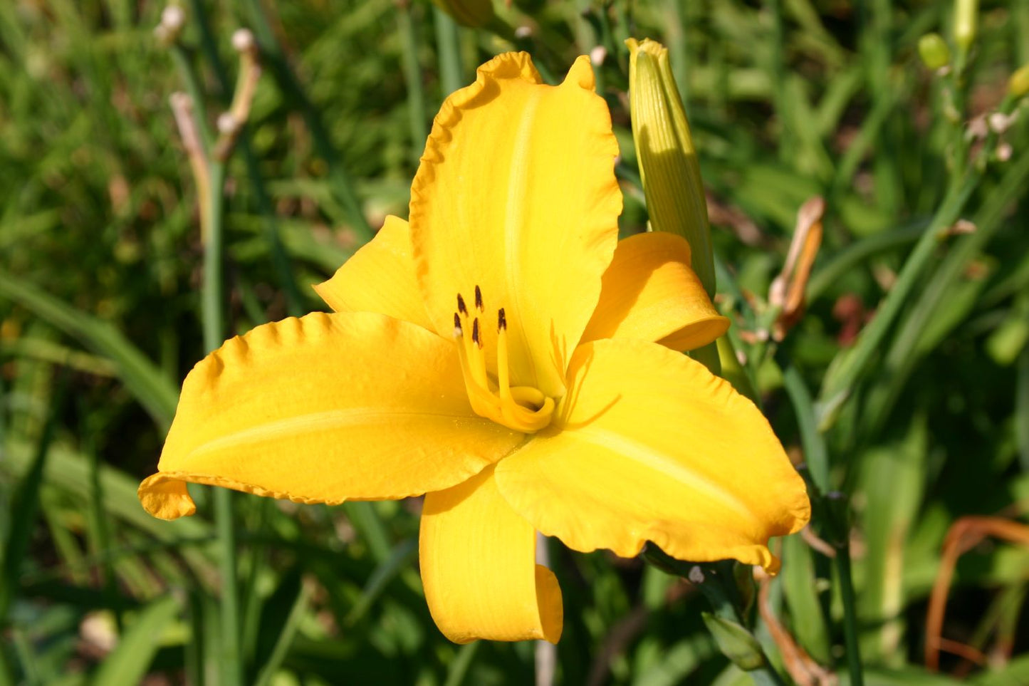 Hemerocallis 'Sunday Afternoon' Großblumige Taglilie