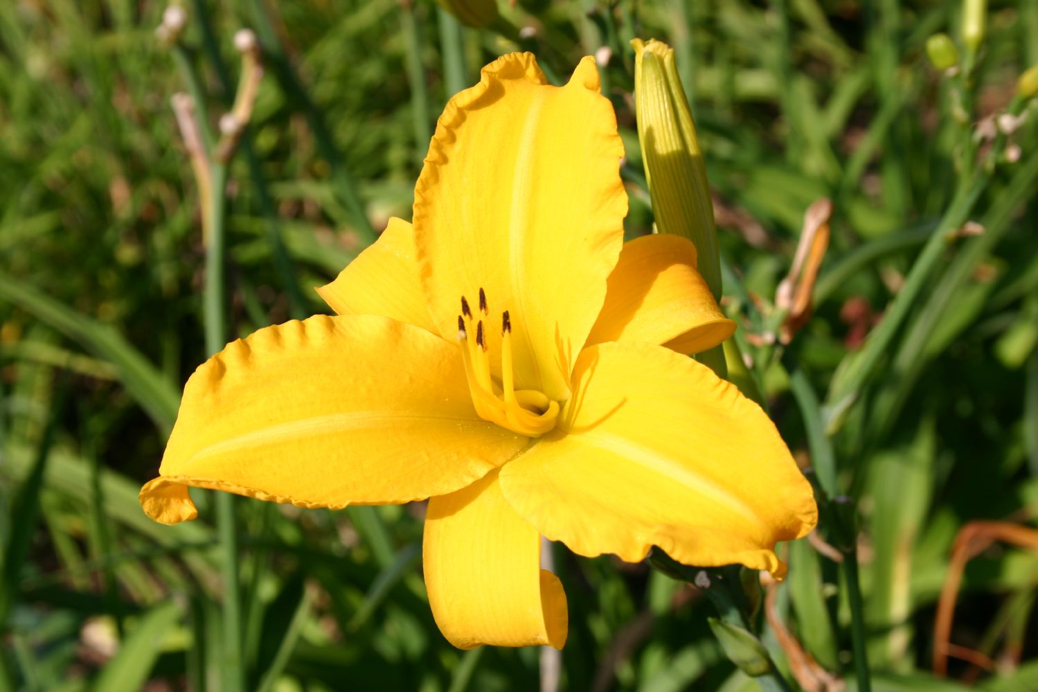 Hemerocallis 'Sunday Afternoon' Großblumige Taglilie