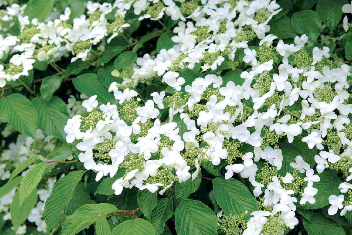 Viburnum plicatum 'Mariesii' Japanischer Etagen-Schneeball