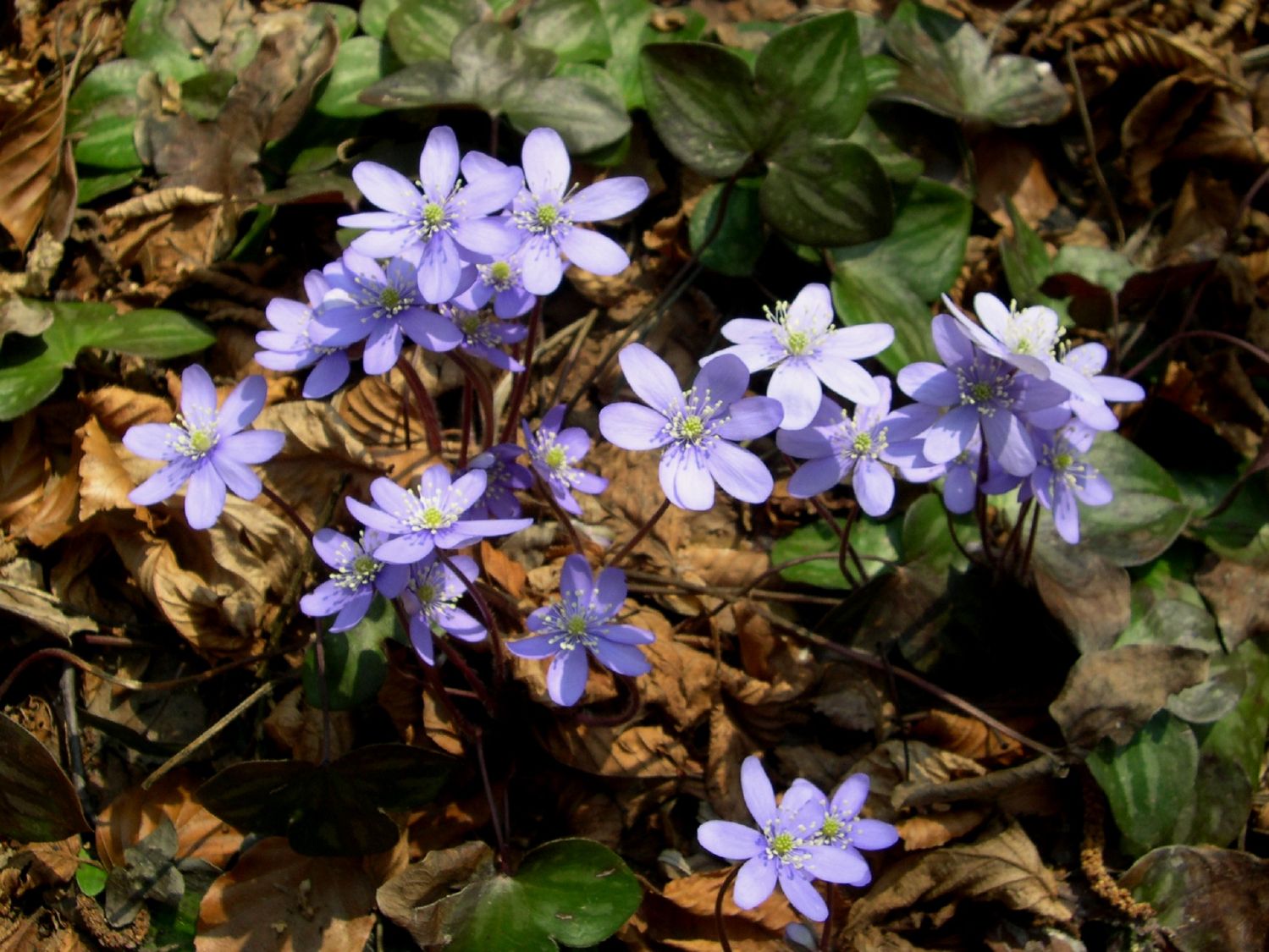 Hepatica nobilis Gewöhnliches Leberblümchen