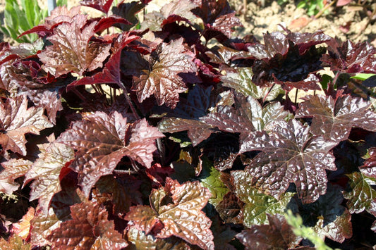 Heuchera 'Palace Purple' Kleinblütiges Silberglöckchen