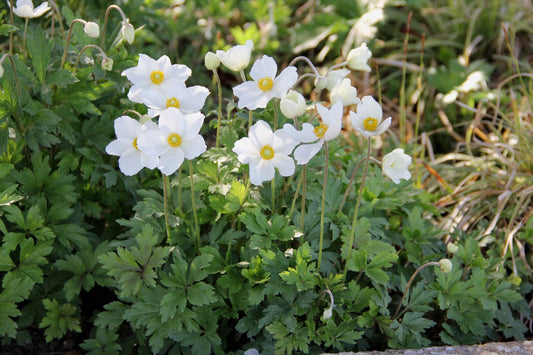 Anemone sylvestris Wald Windröschen