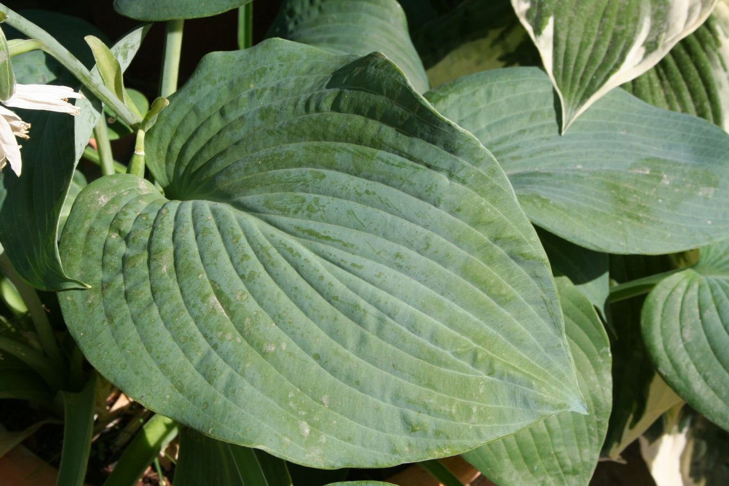 Hosta sieboldiana 'Elegans' Große Blaublatt-Garten-Funkie
