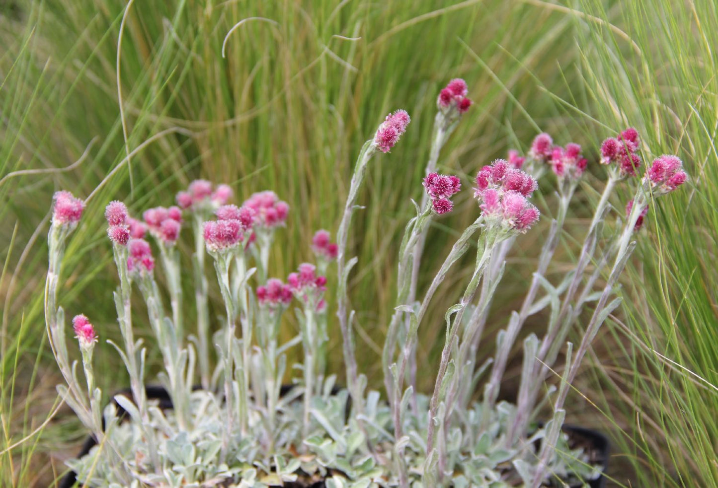 Antennaria dioica 'Rubra' Garten-Katzenpfötchen Antennaria dioica 'Rubra' Garten-Katzenpfötchen