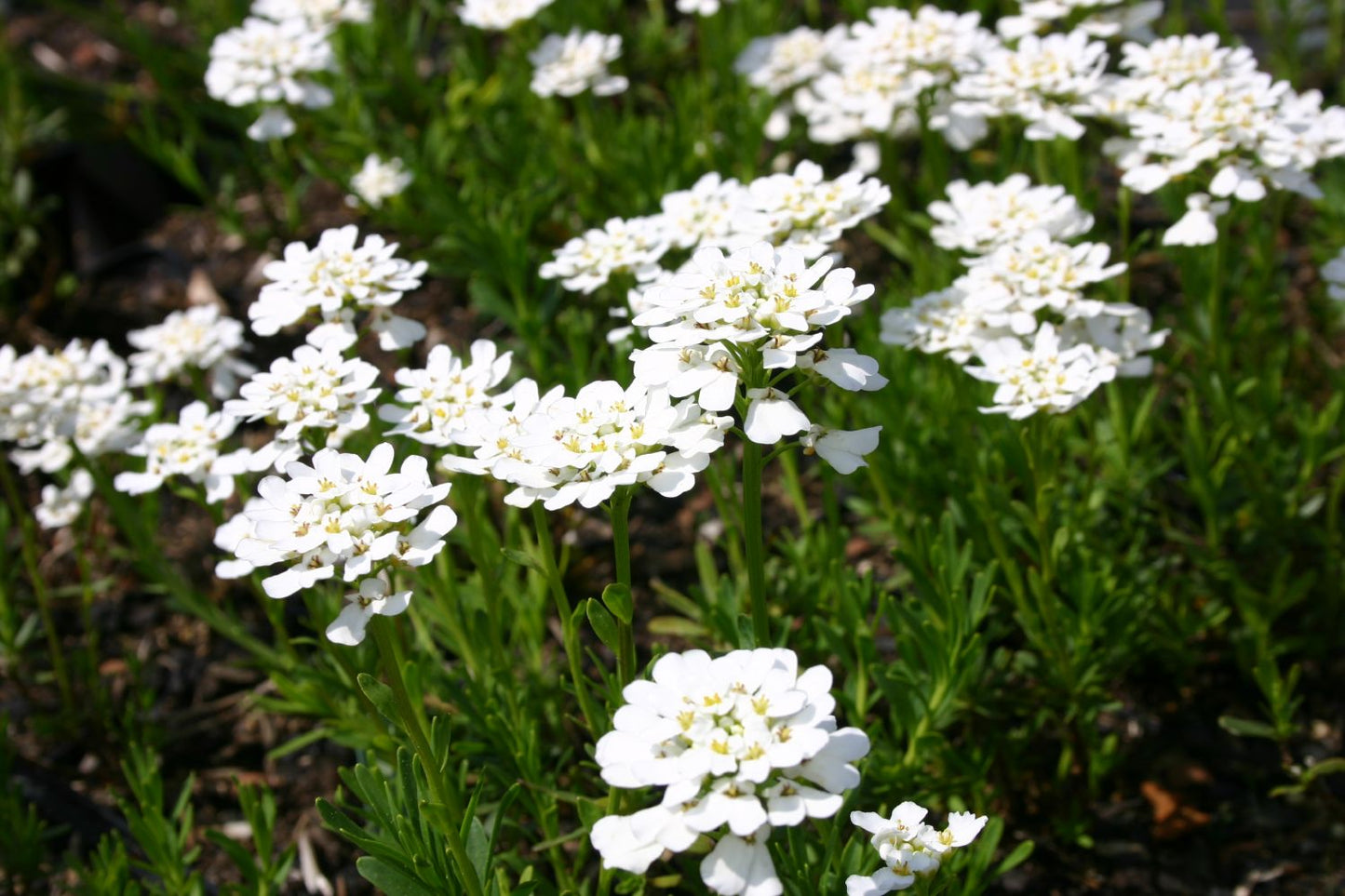 Iberis sempervirens 'Zwergschneeflocke' Immergrüne Schleifenblume