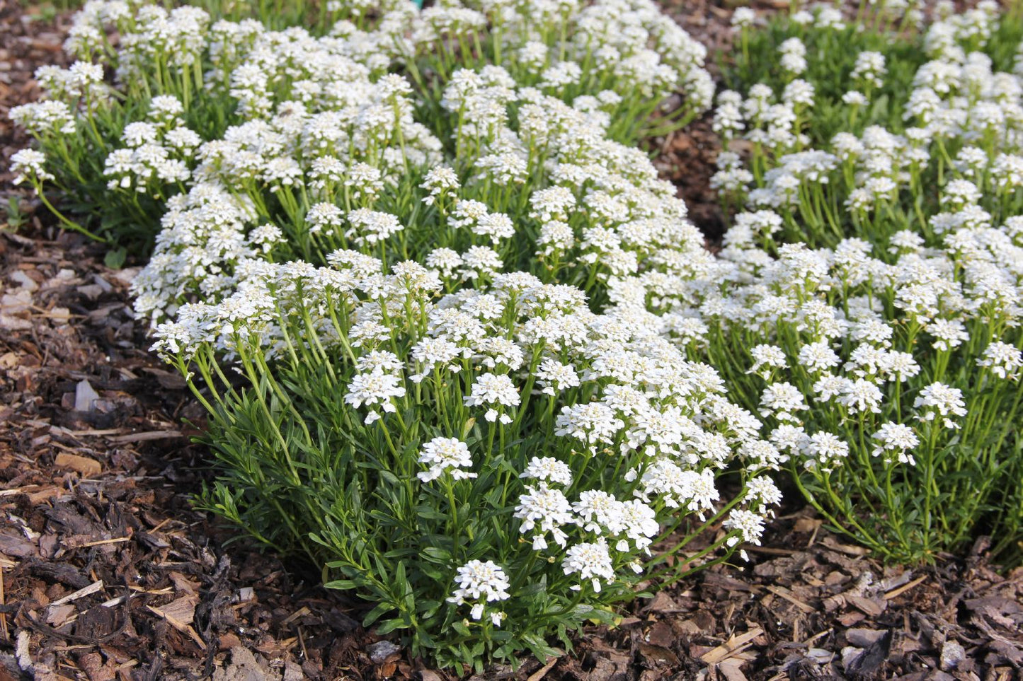 Iberis sempervirens 'Zwergschneeflocke' (Immergrüne Schleifenblume)