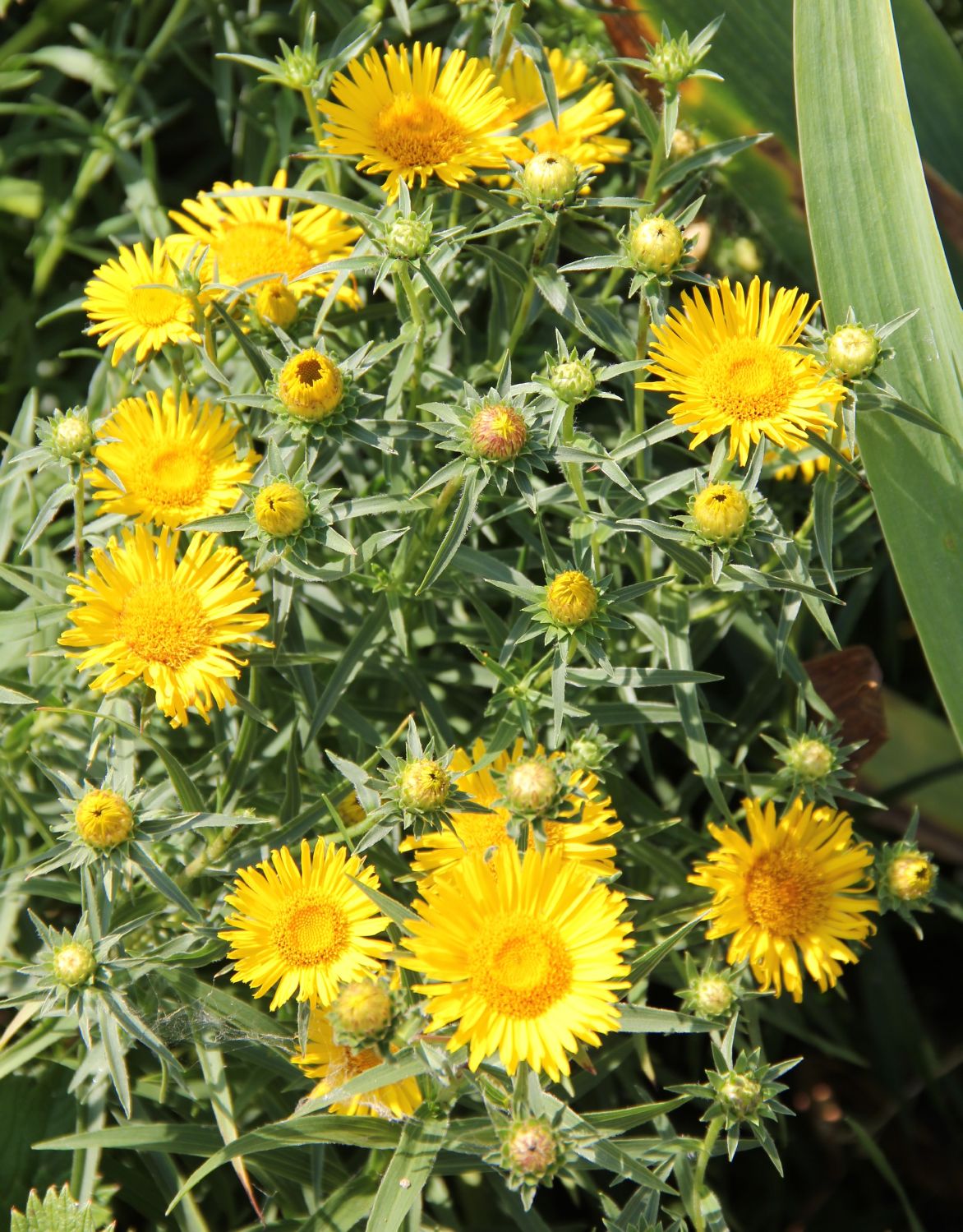 Inula ensifolia Schwertblättriger Alant