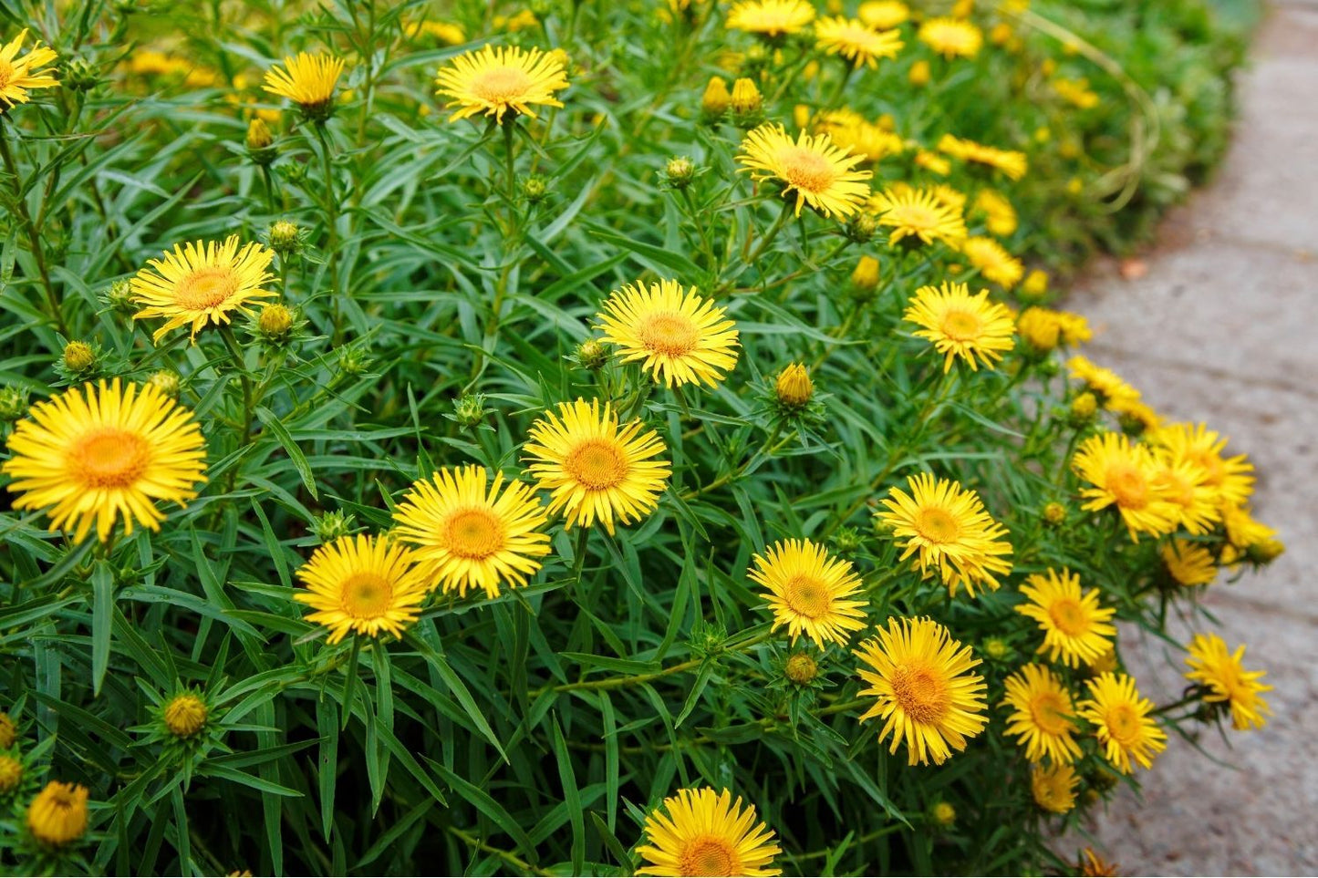 Inula ensifolia (Schwertblättriger Alant)