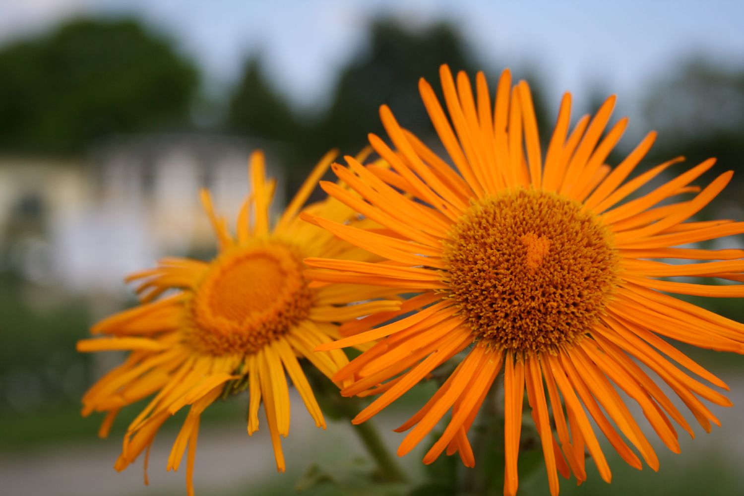 Inula orientalis Orientalischer Alant