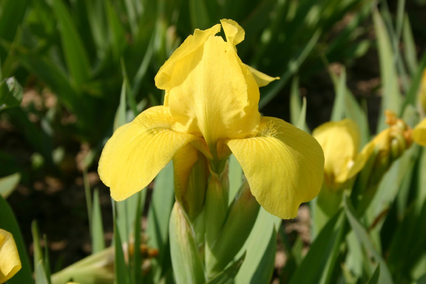 Iris Barbata-Nana 'Brassie' Zwergige Garten-Schwertlilie