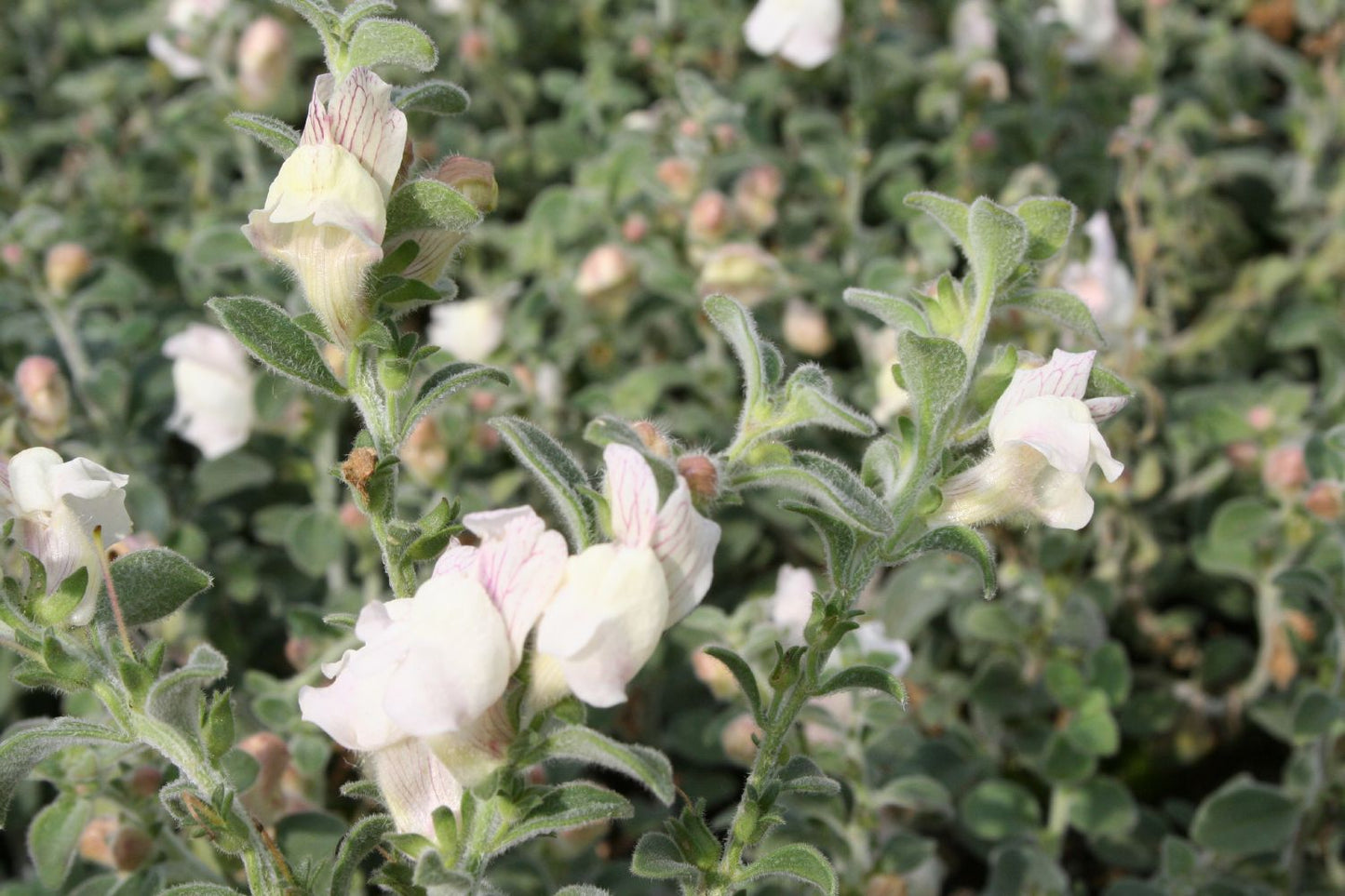Antirrhinum hispanicum Spanisches Löwenmäulchen
