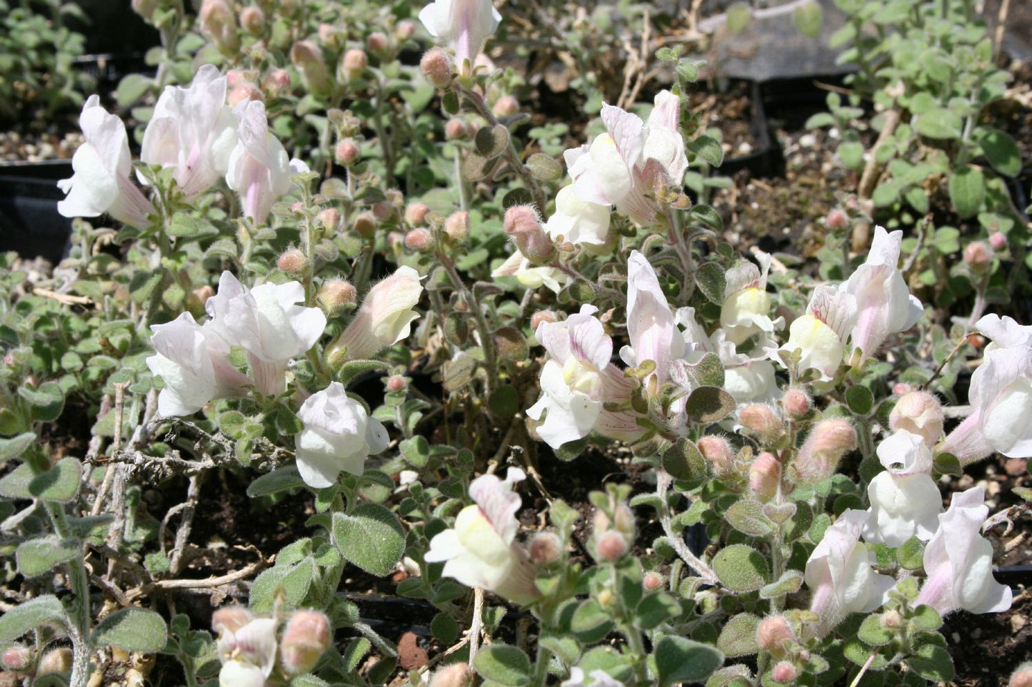 Antirrhinum hispanicum (Spanisches Löwenmäulchen)