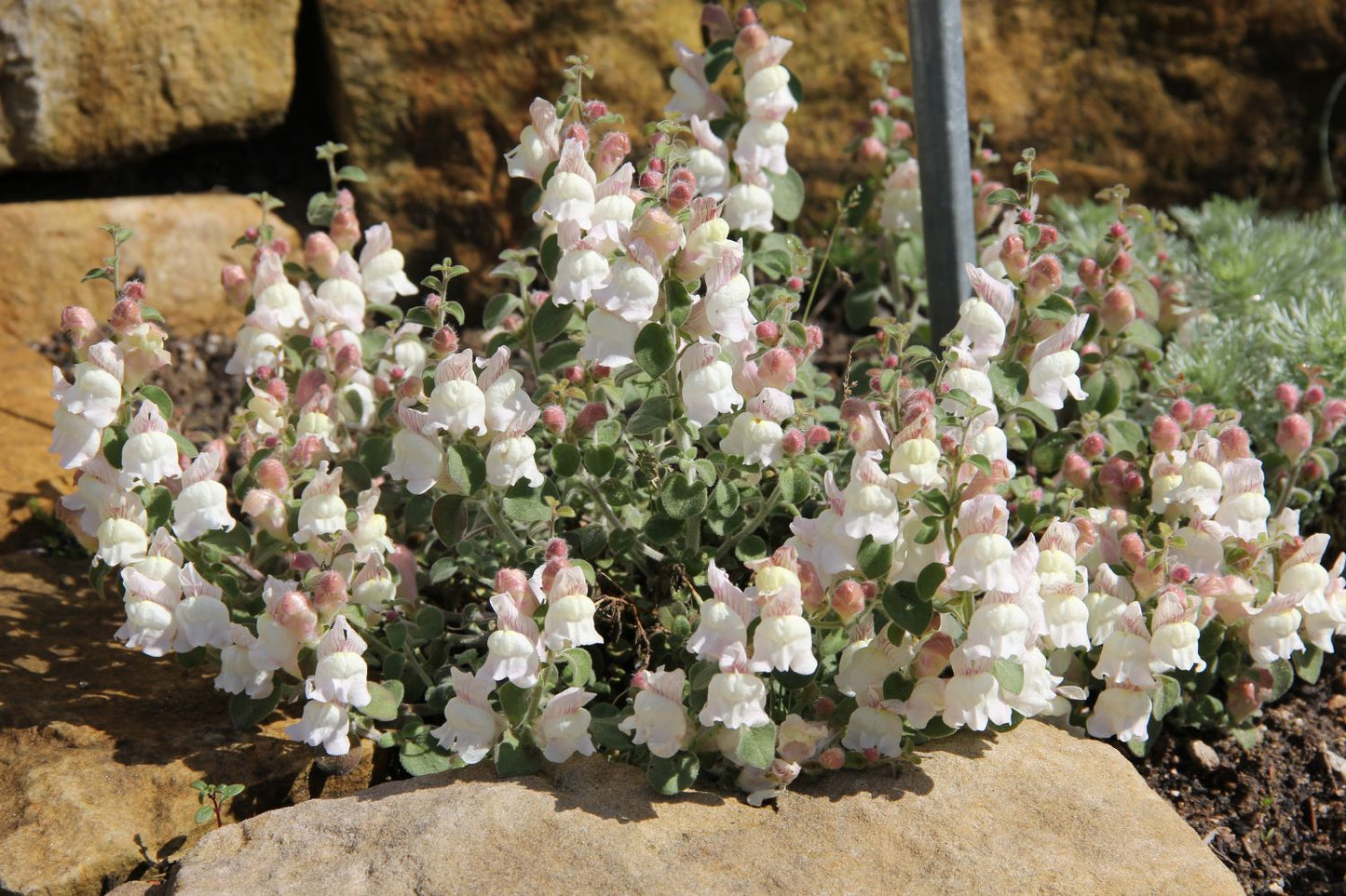 Antirrhinum hispanicum (Spanisches Löwenmäulchen)