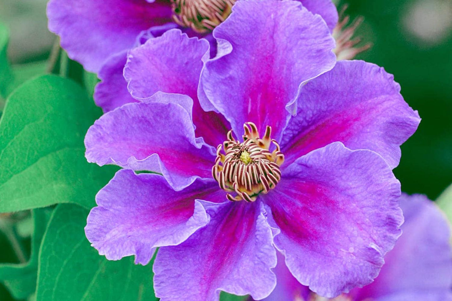 Clematis 'Ashva' Waldrebe 'Ashva'