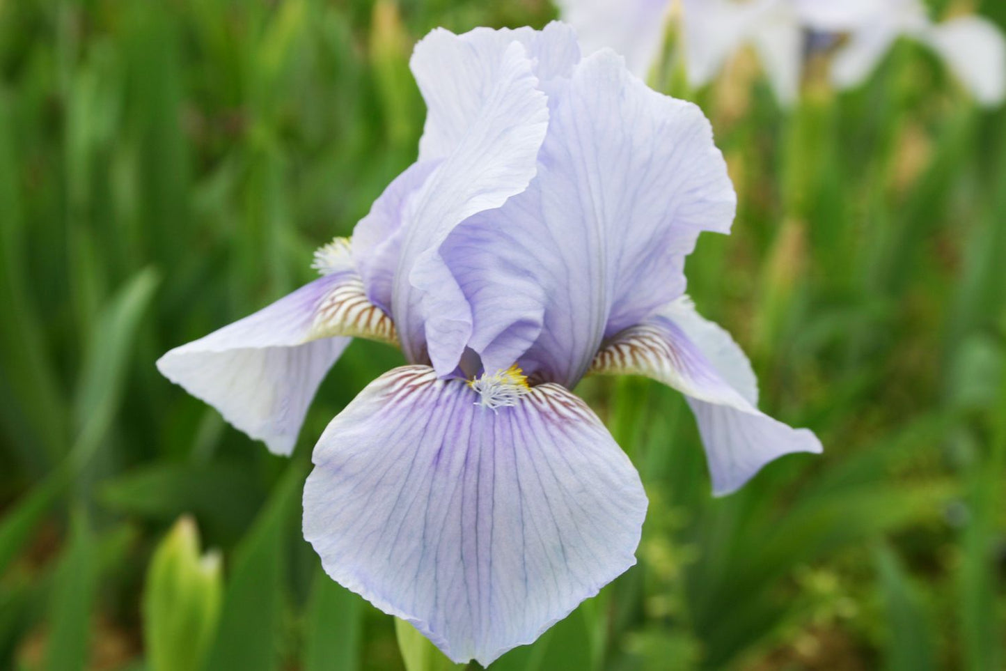 Iris Barbata-Media 'Morgendämmerung' Mittelhohe Garten-Schwertlilie