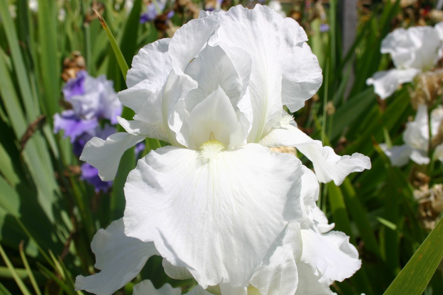 Iris Barbata-Elatior 'Cliffs of Dover' Hohe Garten-Schwertlilie