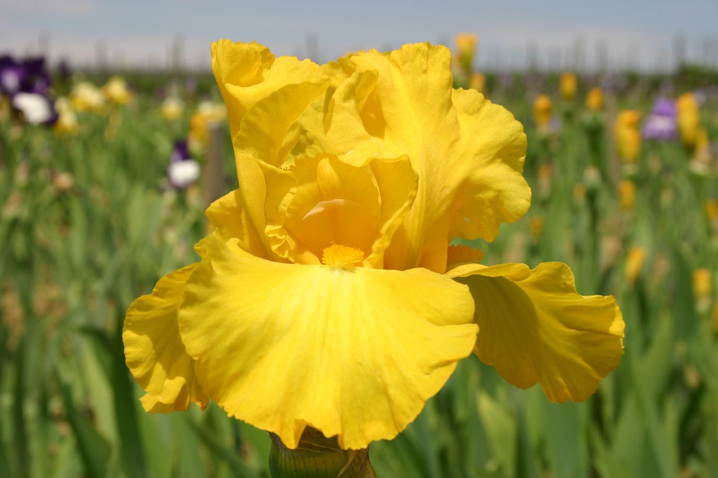 Iris Barbata-Elatior 'Gold Galore' Hohe Garten-Schwertlilie