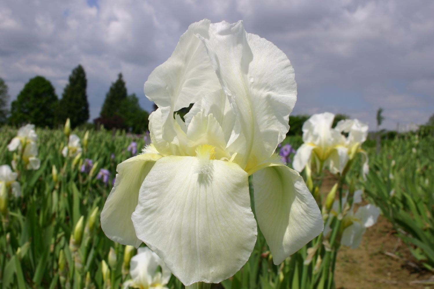Iris Barbata-Elatior 'Lugano Hohe Garten-Schwertlilie