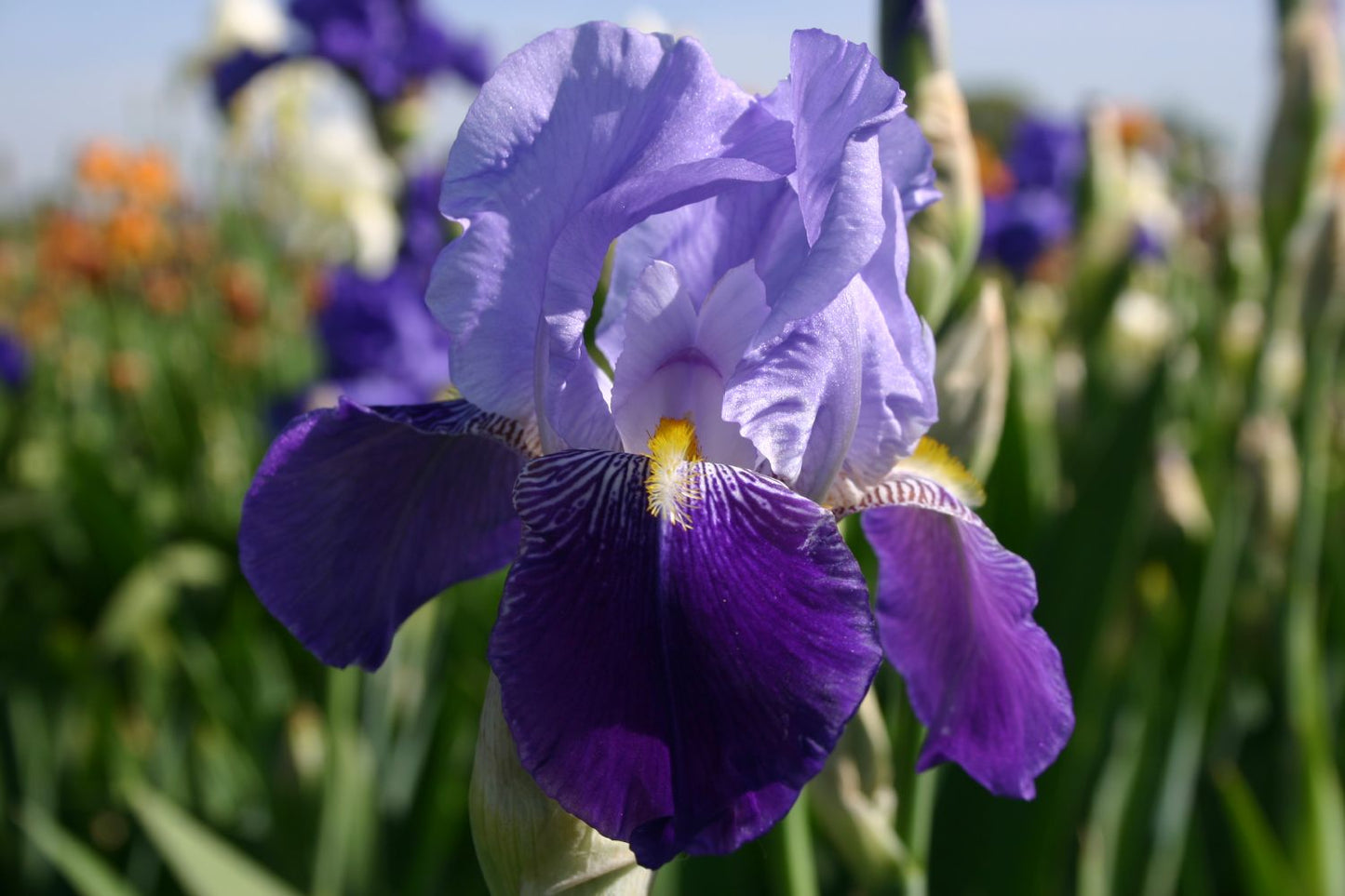 Iris Barbata-Elatior 'Rheintraube' Hohe Garten Schwertlilie