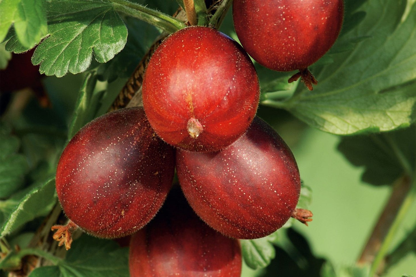 Ribes uva-crispa 'Hinnonmäki rot' CAC Rote Stachelbeere