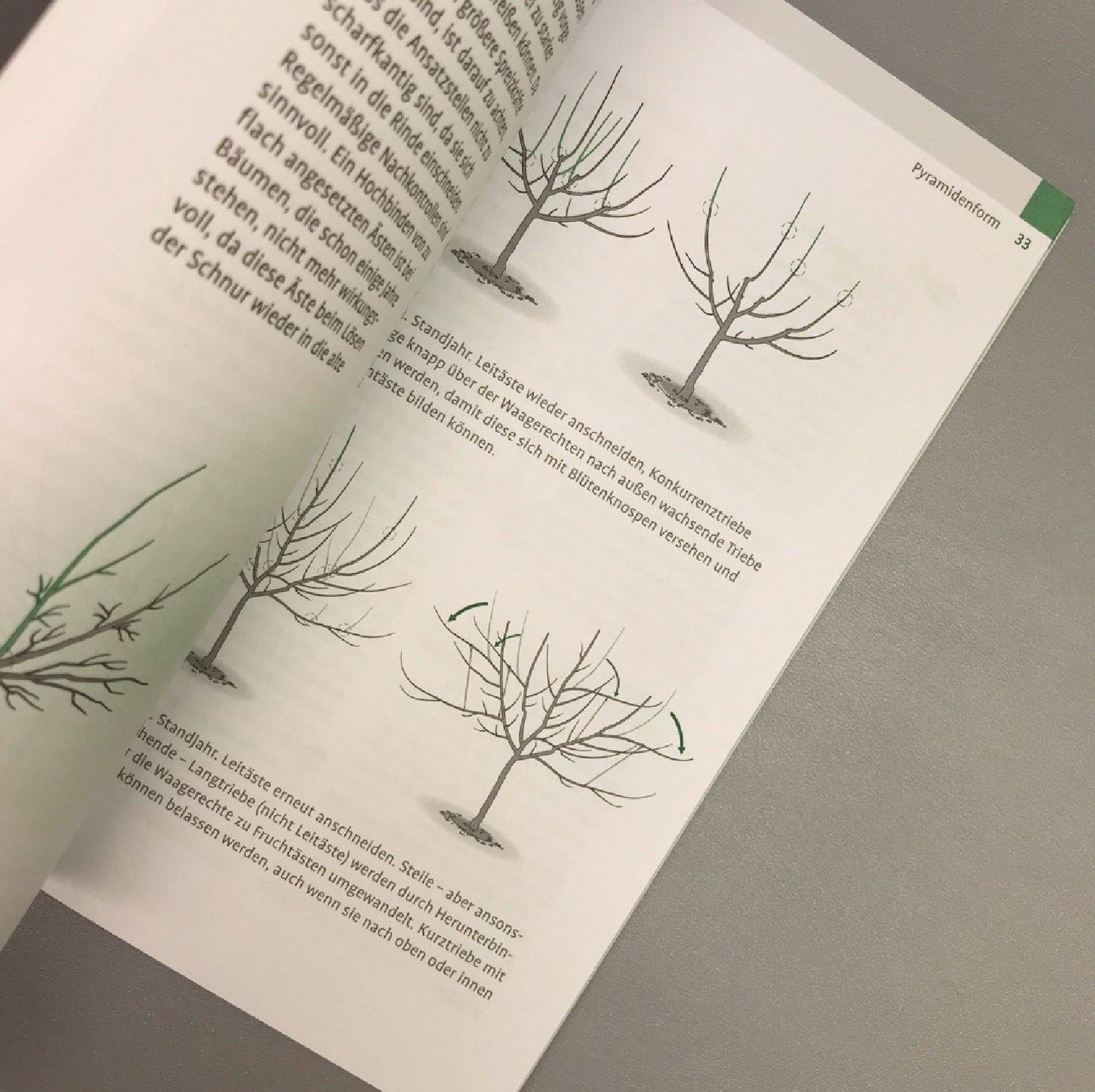1 x 1 des Obstbaumschnitts (Rolf Heinzelmann, Manfred Nuber)