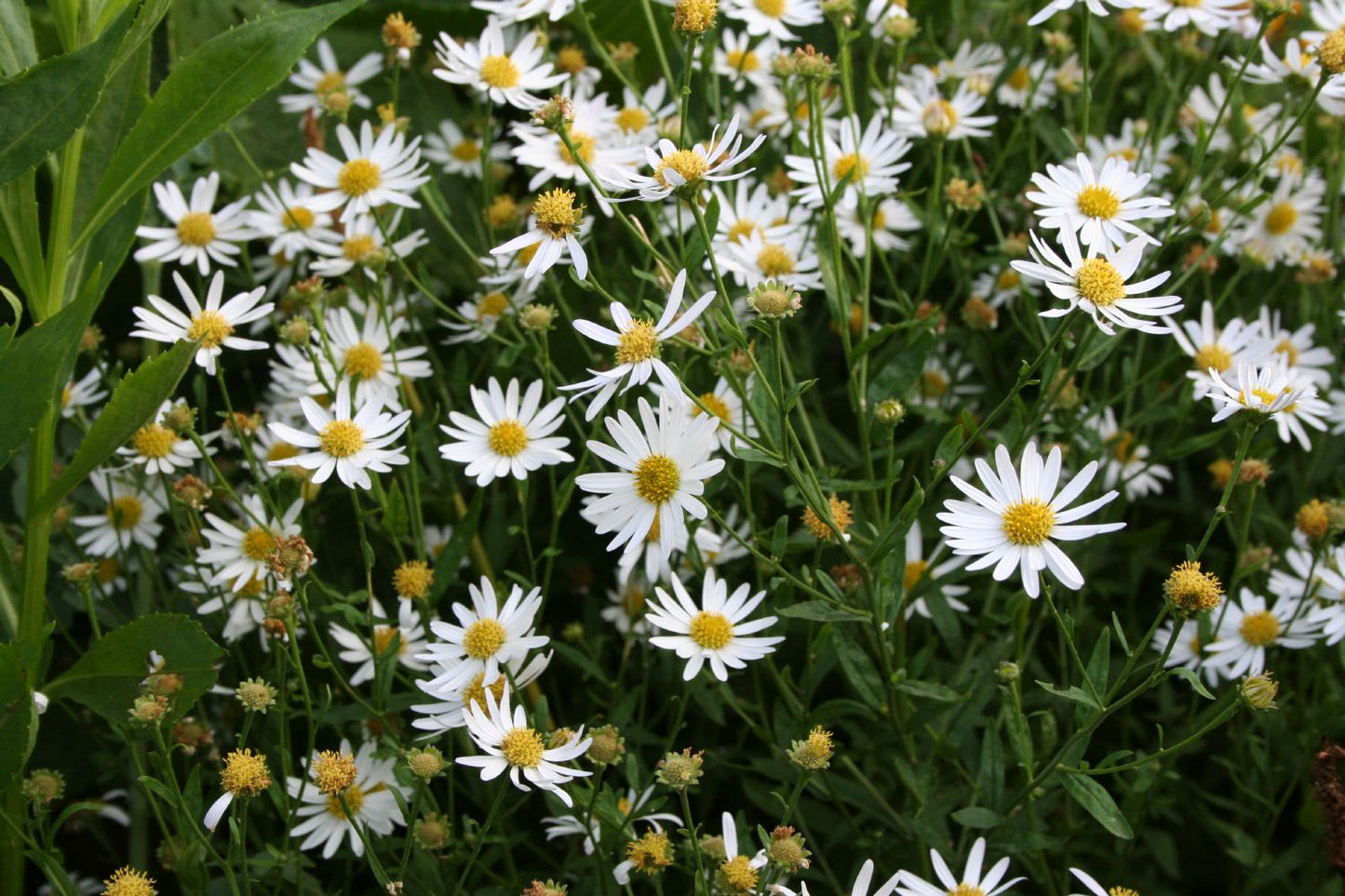Kalimeris incisa (Eingeschnittene Schönaster)