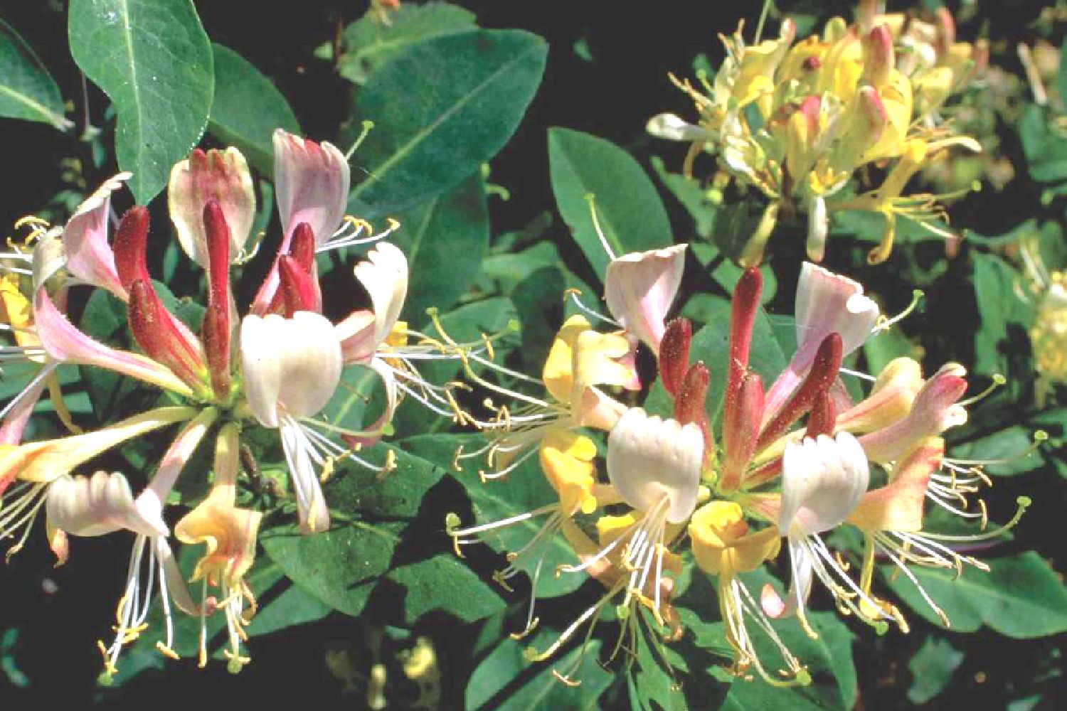 Lonicera heckrottii 'Goldflame' Feuer-Geißblatt