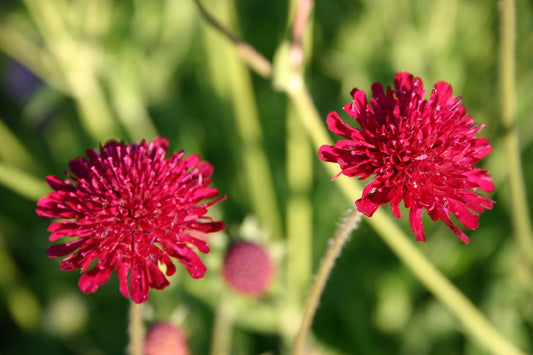 Knautia macedonica Witwenblume