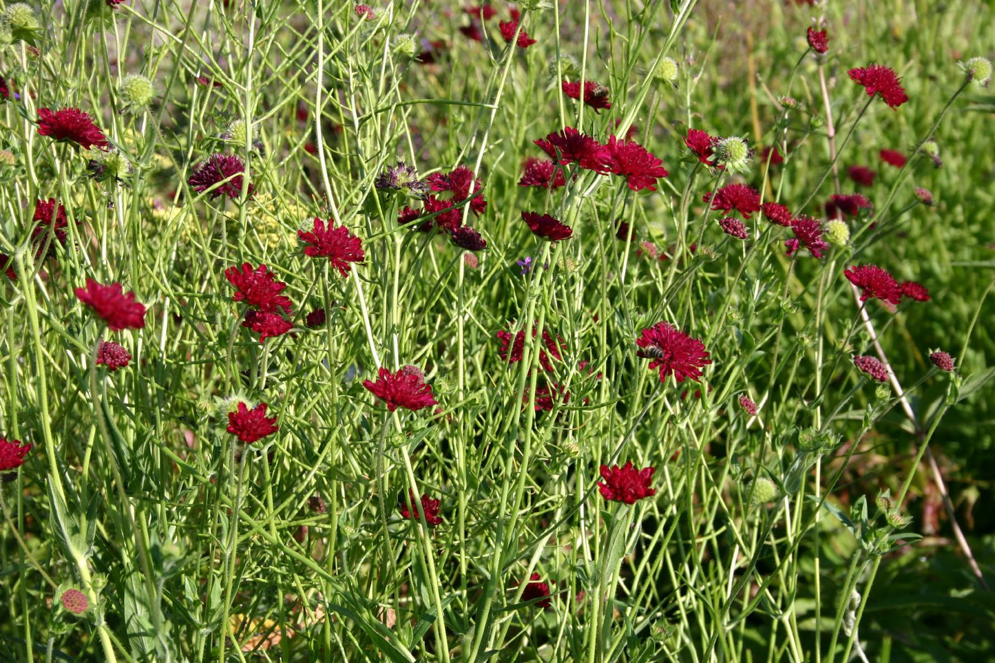Knautia macedonica (Witwenblume)